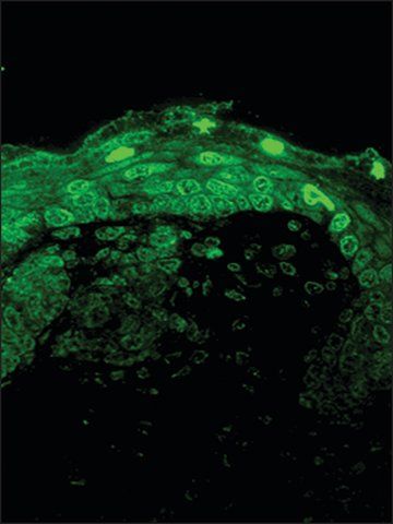 Monoclonal Anti-CACNA1D antibody produced in mouse