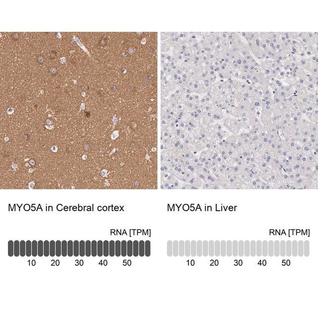 Anti-MYO5A antibody produced in rabbit