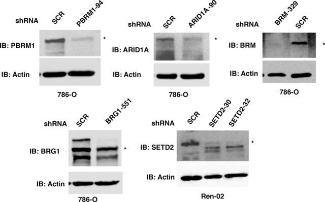 Anti-SMARCA2 antibody produced in rabbit