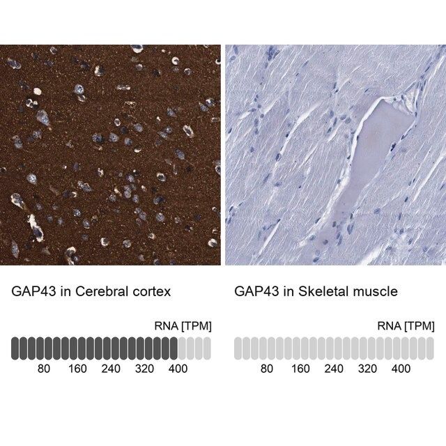 Anti-GAP43 antibody produced in rabbit