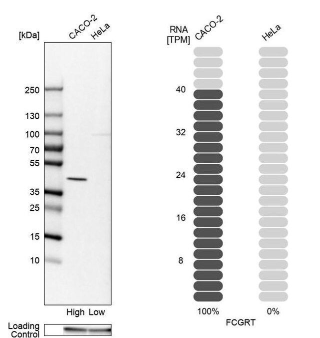 Anti-FCGRT antibody produced in rabbit