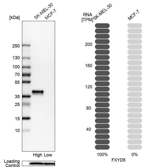 Anti-FXYD5 antibody produced in rabbit