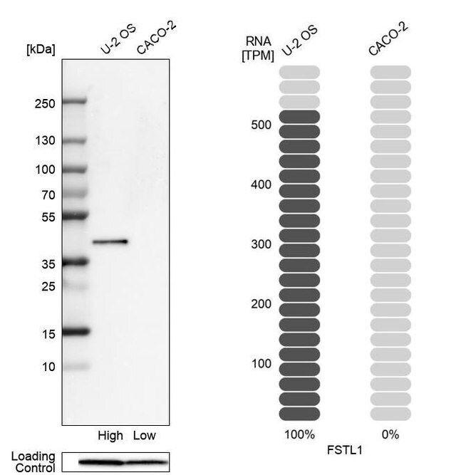 Anti-FSTL1 antibody produced in rabbit