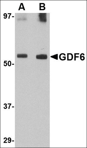 Anti-GDF6 antibody produced in rabbit