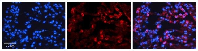 Anti-GAS2L1 antibody produced in rabbit