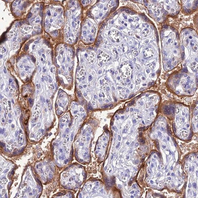 Anti-FGF7 antibody produced in rabbit