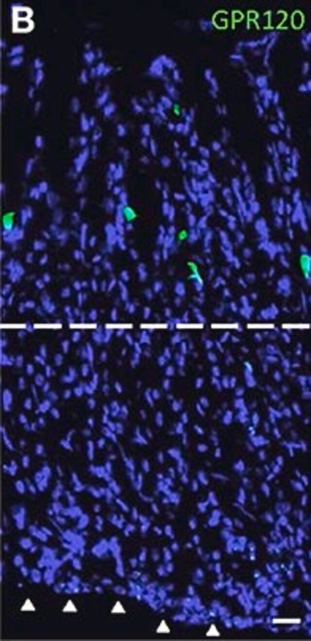 Anti-GPR120 antibody produced in rabbit