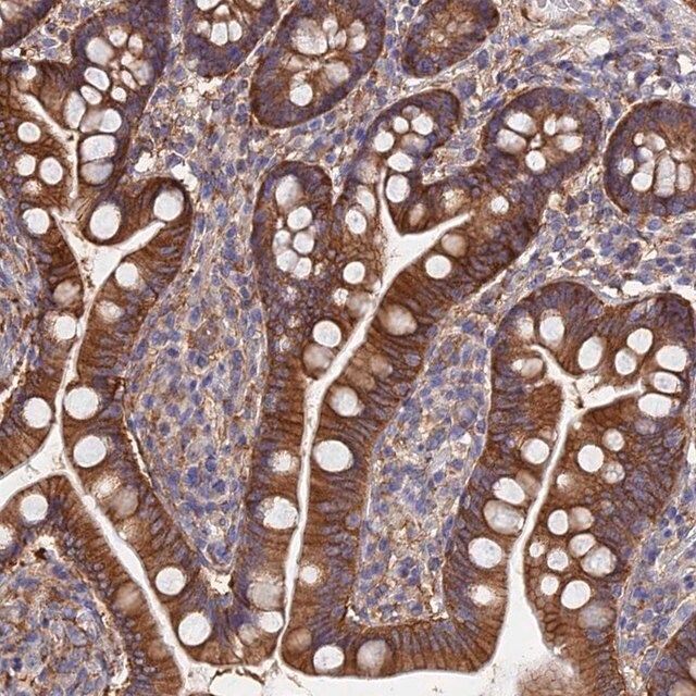 Anti-FFAR3 antibody produced in rabbit