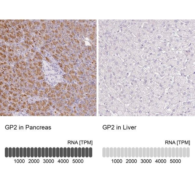 Anti-GP2 antibody produced in rabbit