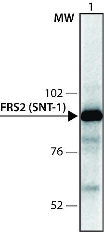 Anti-FRS2 (SNT-1) antibody produced in rabbit