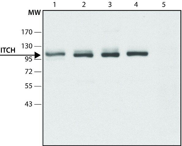 Anti-ITCH antibody produced in rabbit