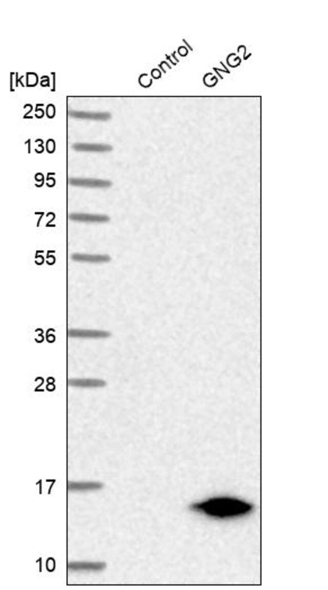 Anti-GNG2 antibody produced in rabbit