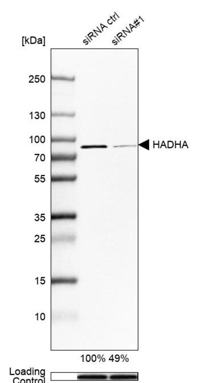 Anti-HADHA antibody produced in rabbit