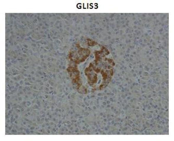 Anti-GLIS3 antibody produced in rabbit