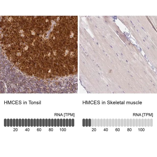 Anti-HMCES antibody produced in rabbit