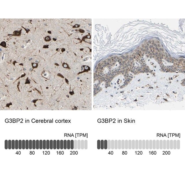 Anti-G3BP2 antibody produced in rabbit