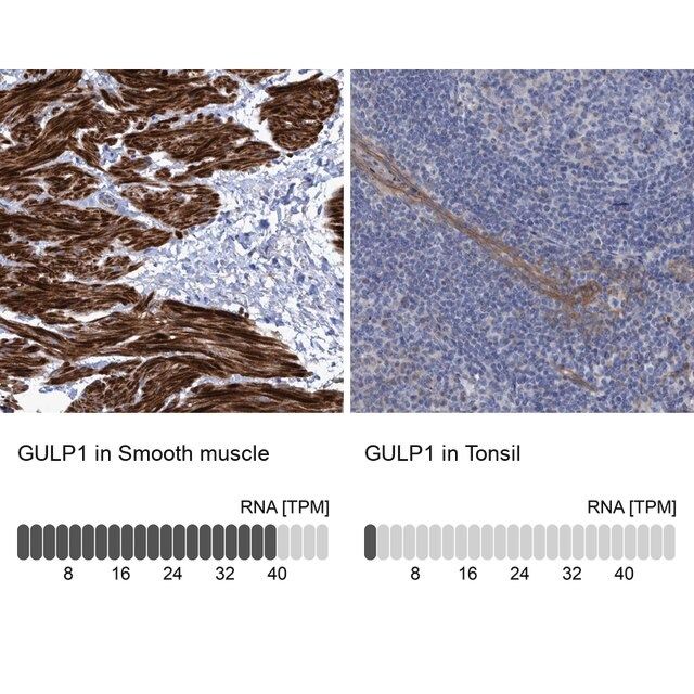 Anti-GULP1 antibody produced in rabbit