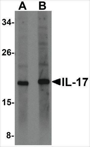 Anti-IL-17 (ab1) antibody produced in rabbit