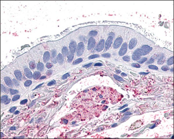 Anti-GPR4 antibody produced in rabbit