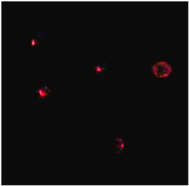 Anti-IL27RA Antibody