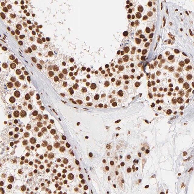 Anti-ILF3 antibody produced in rabbit