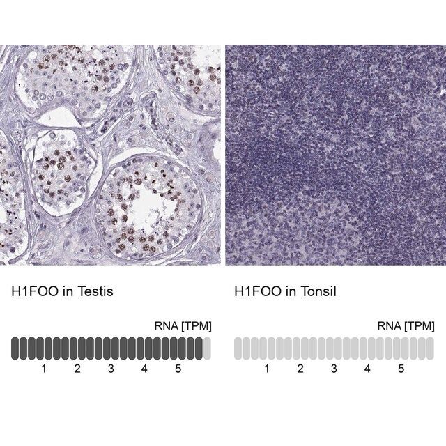 Anti-H1FOO antibody produced in rabbit