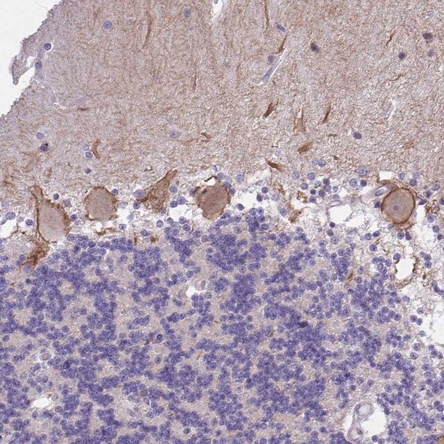 Anti-KCNMA1 antibody produced in rabbit