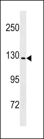 ANTI-MOUSE NLRP6 (CENTER) antibody produced in rabbit