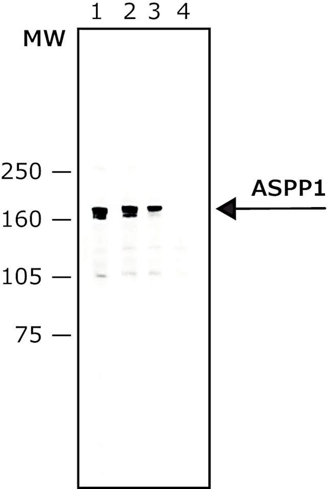 Monoclonal Anti-ASPP1 antibody produced in mouse