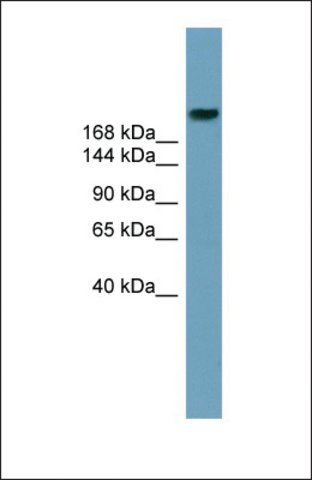 Anti-ABCA12 antibody produced in rabbit