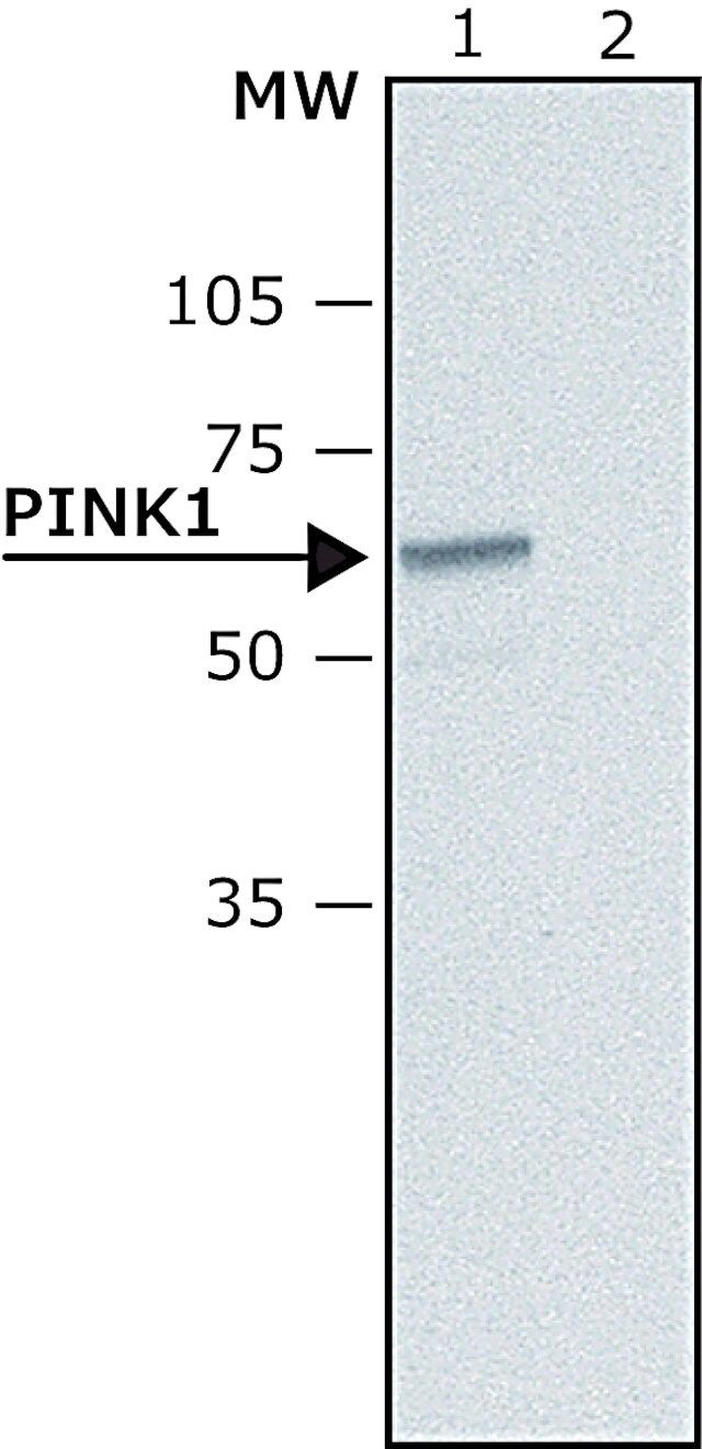 Anti-PINK1 antibody produced in rabbit