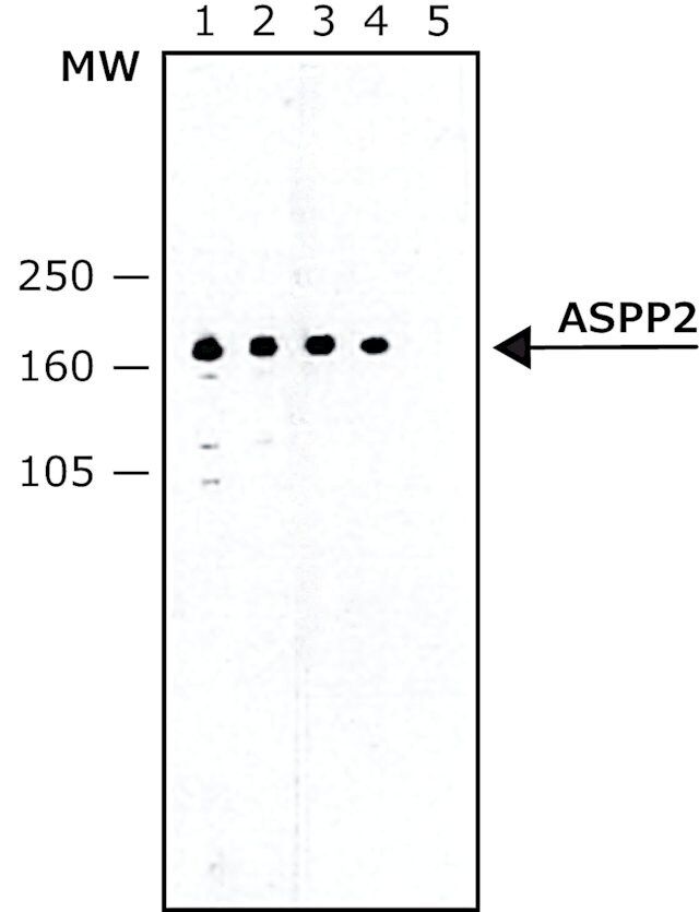 Anti-ASPP2 antibody, Mouse monoclonal antibody produced in mouse