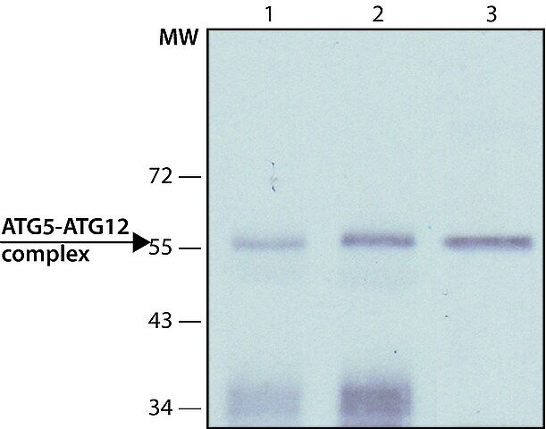 Monoclonal Anti-ATG5 antibody produced in mouse