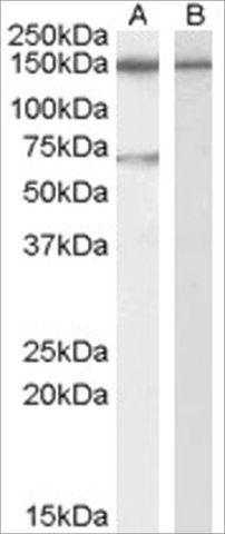 Anti-ACHE antibody produced in goat