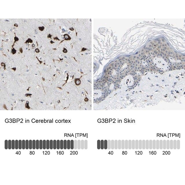 Anti-G3BP2 antibody produced in rabbit