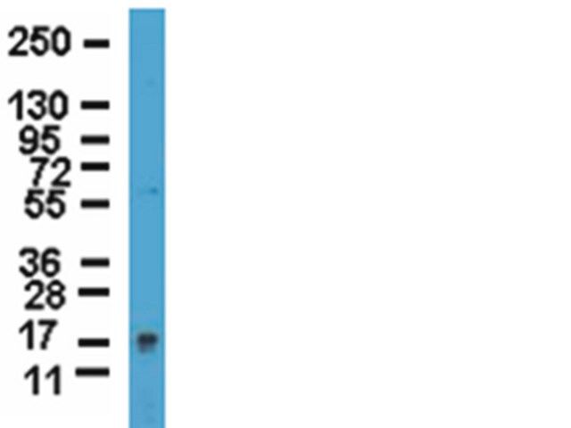 Anti-Frataxin Antibody