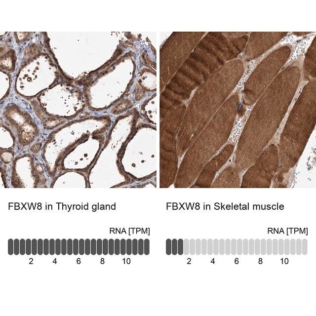 Anti-FBXW8 antibody produced in rabbit