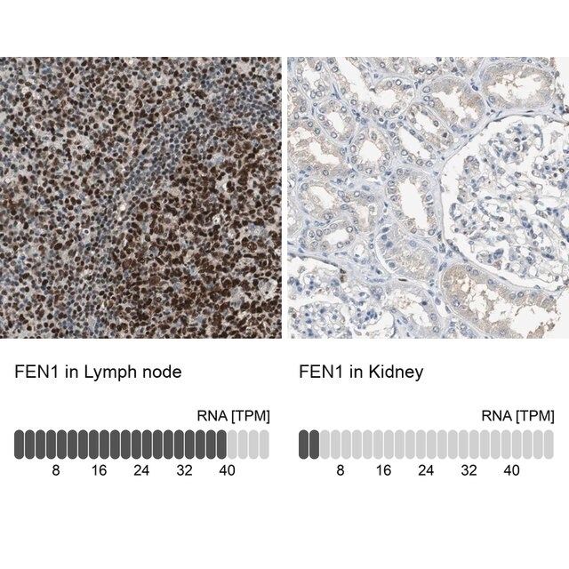 Anti-FEN1 antibody produced in rabbit