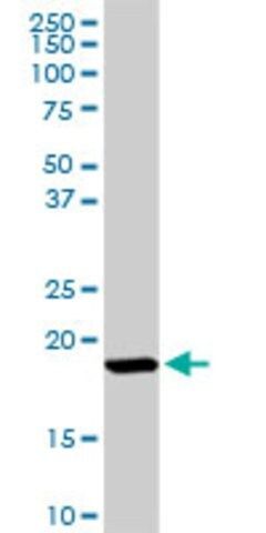 Anti-ISG15 antibody produced in rabbit