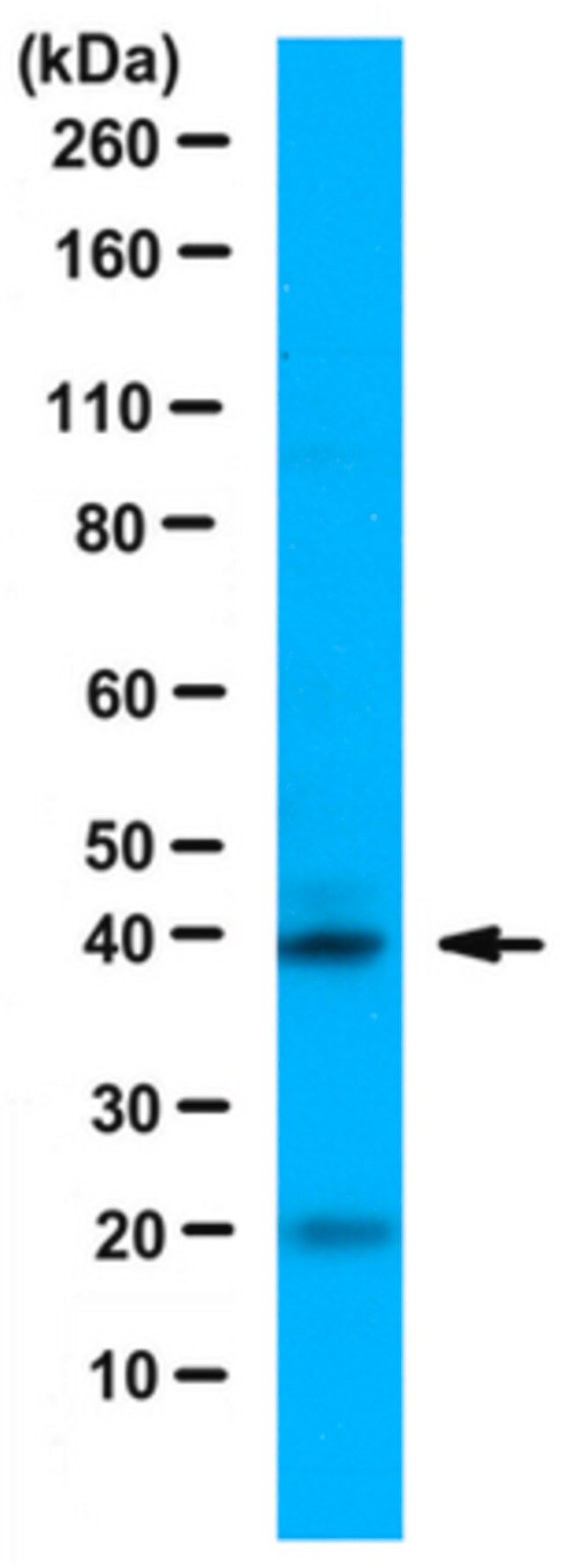 Anti-NeuroD1 Antibody