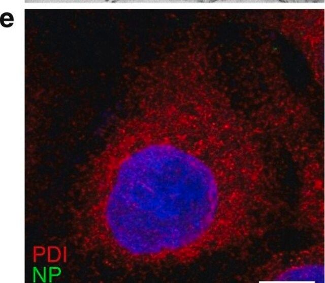 Anti-Protein Disulfide Isomerase (MD-12) antibody produced in rabbit