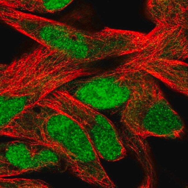 Anti-SLFN11 antibody produced in rabbit