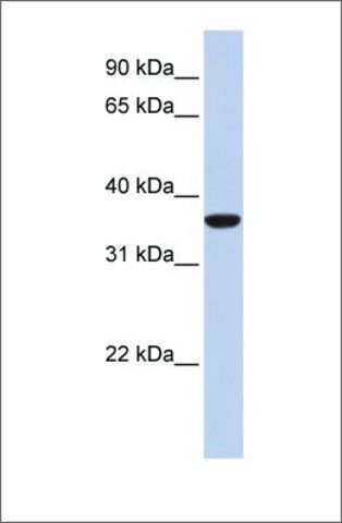 Anti-MAFB antibody produced in rabbit