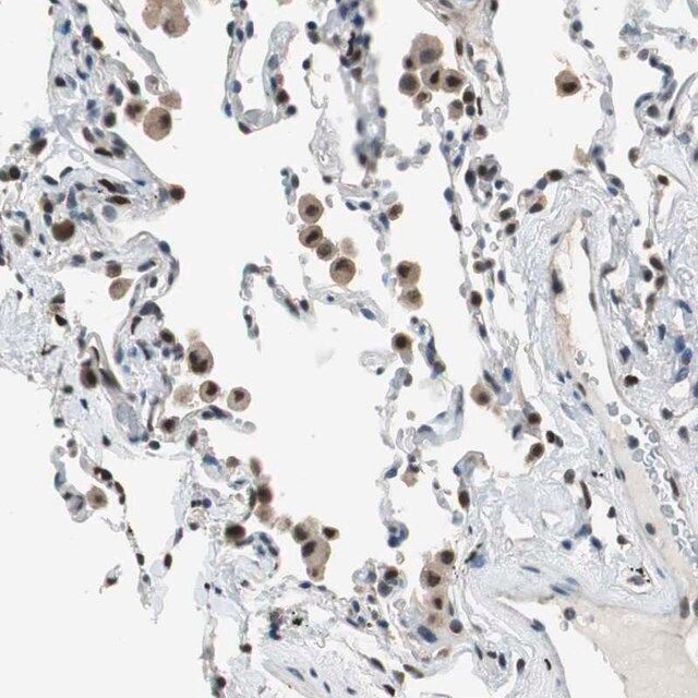 Anti-MAFB antibody produced in rabbit