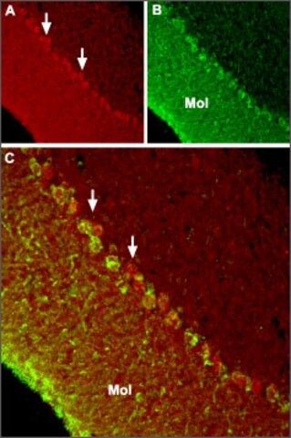 Anti-TRPC6 antibody produced in rabbit