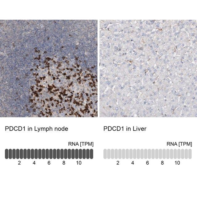 Anti-PDCD1 antibody produced in rabbit