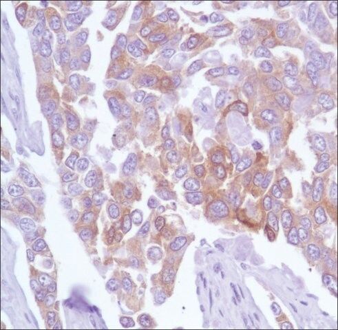 Anti-TAU antibody, Rabbit monoclonal