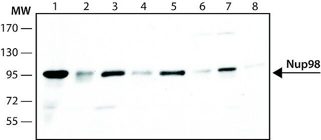 Anti-Nup98 antibody, Rat monoclonal