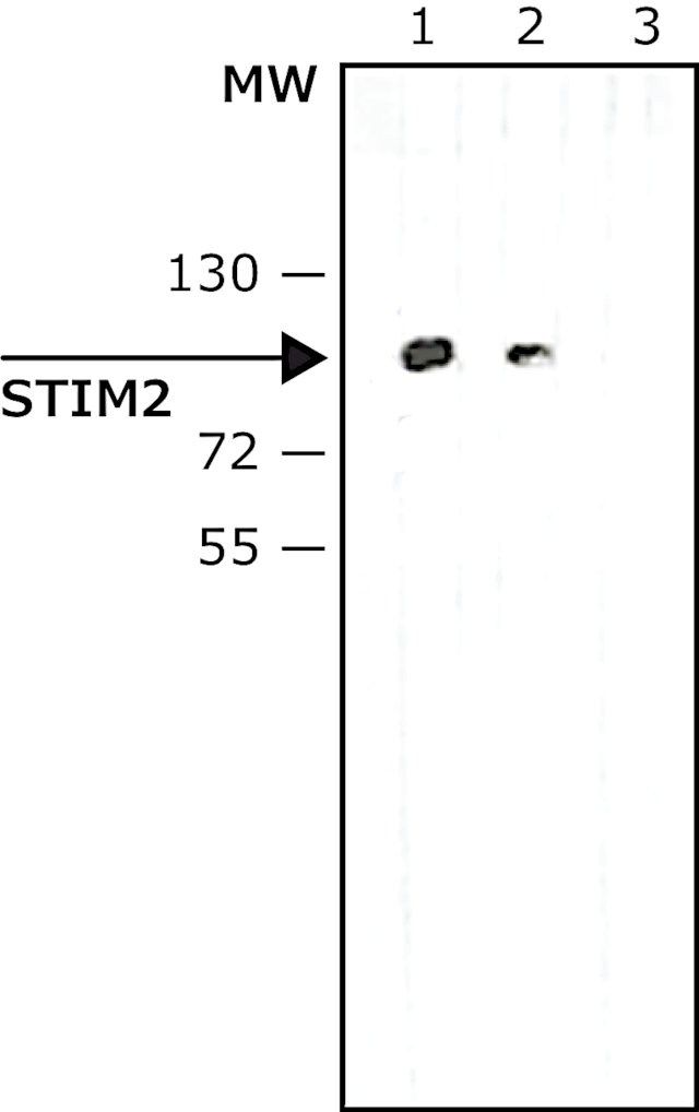 Anti-STIM2 antibody produced in rabbit