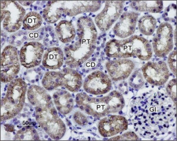 Anti-Water Channel Aquaporin 1 antibody produced in rabbit